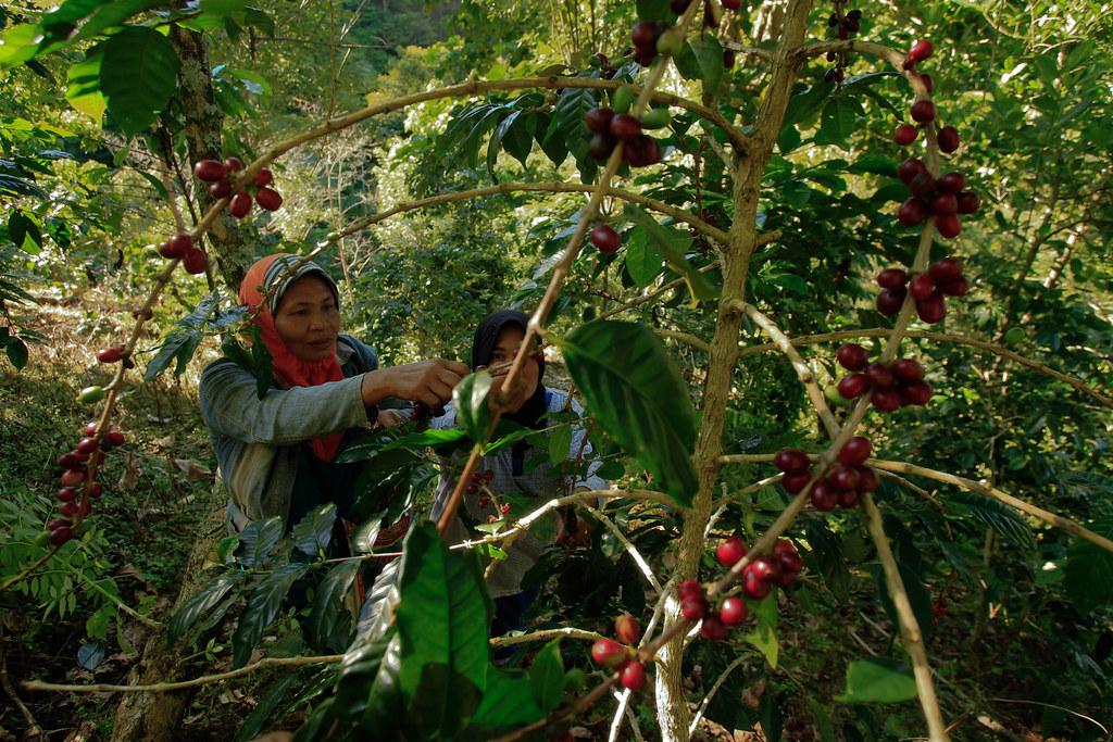 Challenges Faced by Coffee Farmers and Solutions by Nescafé