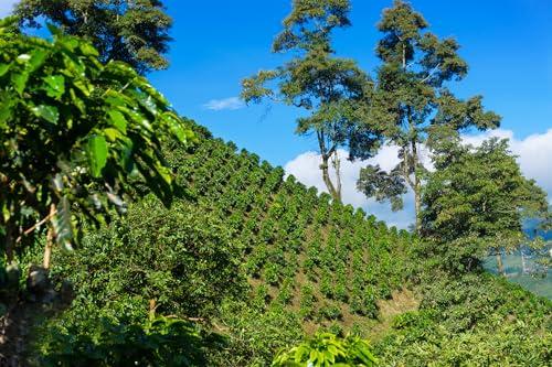 Unveiling Taboo: A Colombian Coffee Journey